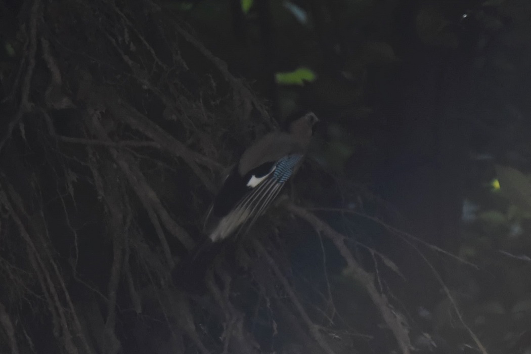 Eurasian Jay